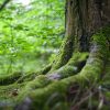 Trunk and moss covered roots of a tree