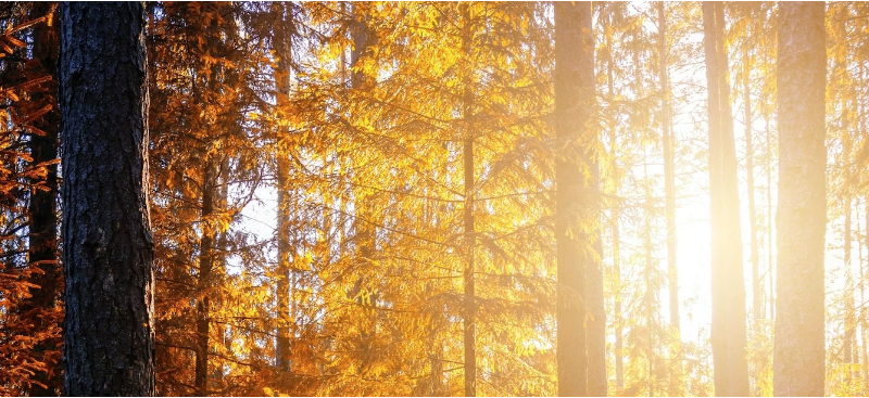Autumn colour trees with the sun shining through them